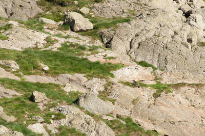 Une marmotte