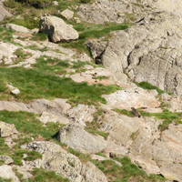 Une marmotte