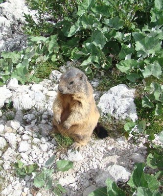 Marmotte "apprivoisée" près du départ de la voie