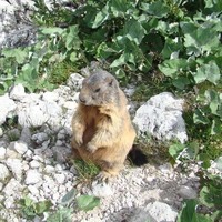Marmotte "apprivoisée" près du départ de la voie