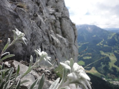 Edelweiss