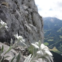 Edelweiss