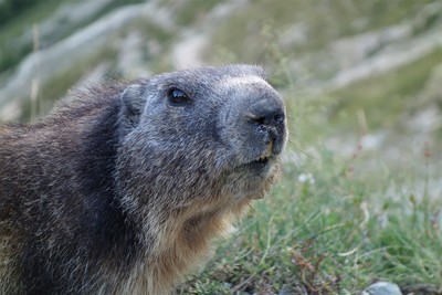 les marmottes du glacier blanc