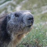 les marmottes du glacier blanc