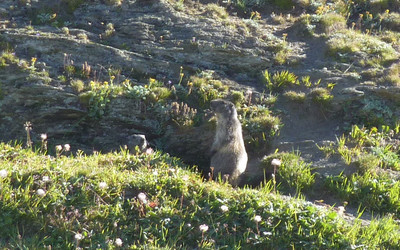 Les marmottes sont de sorties