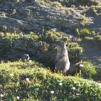 Les marmottes sont de sorties