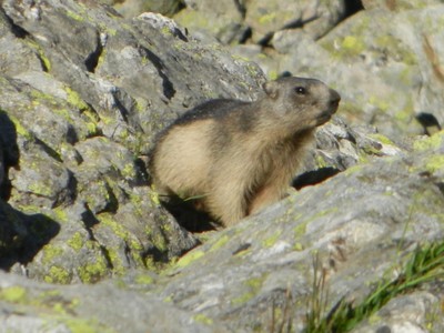 La marmotte.