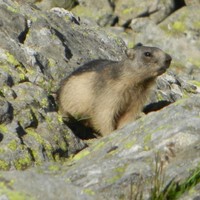 La marmotte.