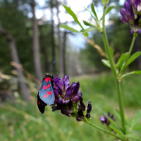 Zygène sur fleur de trèfle