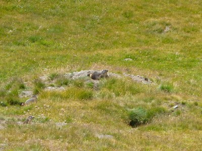 Famille marmotte