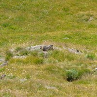 Famille marmotte