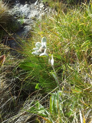 Edelweiss à la descente