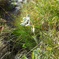 Edelweiss à la descente