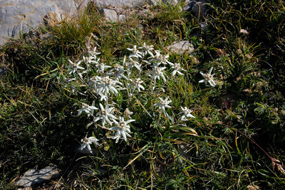 Edelweiss