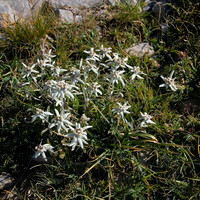 Edelweiss
