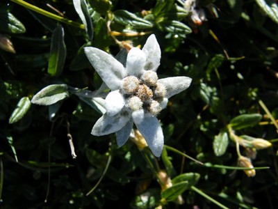 Edelweiss