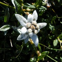 Edelweiss