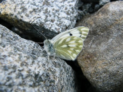 Papillon
