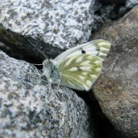 Papillon