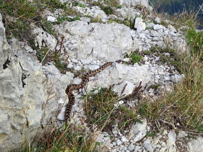 Adder Adder