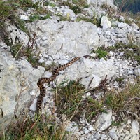 Adder