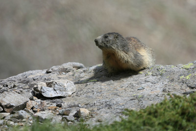 marmotte