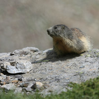 marmotte