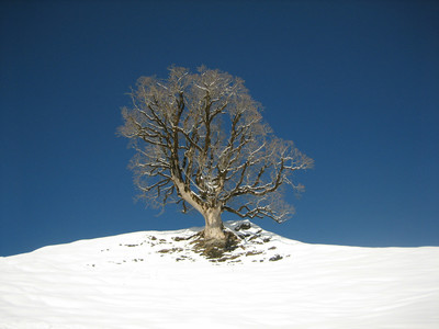 Hibernation végétale Hibernation végétale