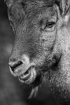 portait serré d'un bouquetin mâle portait serré d'un bouquetin mâle