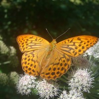papillon lauvitel