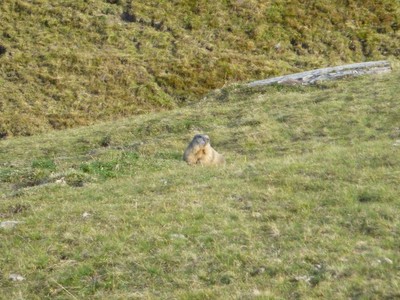 Marmotta marmotta