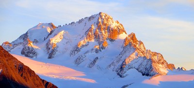 Chardonnet