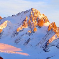 Chardonnet