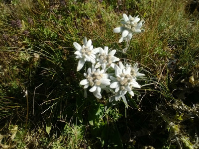 edelweiss italien