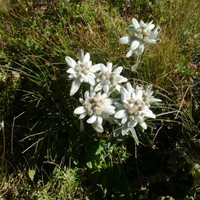 edelweiss italien