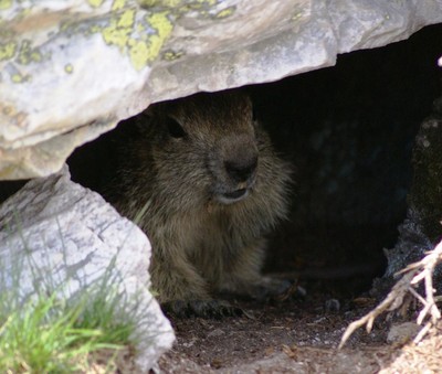 Marmotte en Maurienne Marmotte en Maurienne