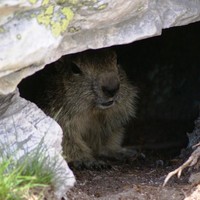 Marmotte en Maurienne