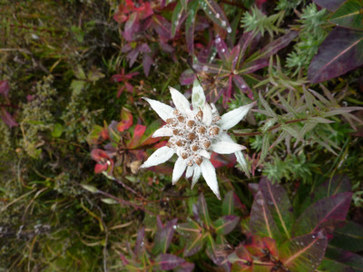 Edelweiss