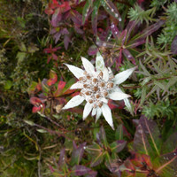 Edelweiss