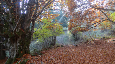 Automne Automne
