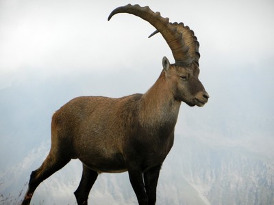 Sa Majesté dans la brume. Sa Majesté dans la brume.