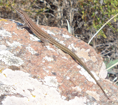 Encore un reptile Encore un reptile