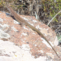 Encore un reptile