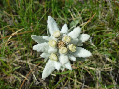 Edelweiss