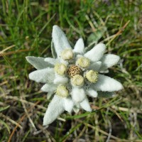Edelweiss