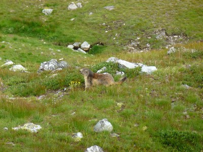 Marmotte
