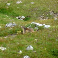 Marmotte