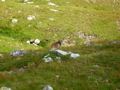 Marmotte