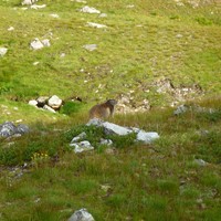 Marmotte