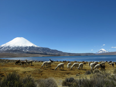 des lamas et un Parinacota des lamas et un Parinacota